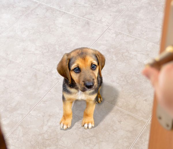 En cas d'accident, cette carte prévient les secours qu'il y a un animal seul chez vous