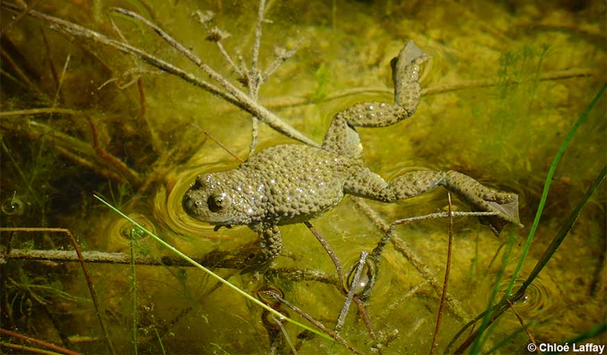 crapaud sonneur dans une mare