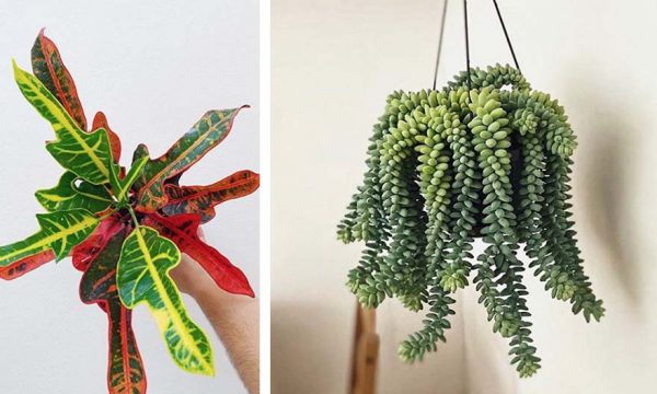 Les 8 plantes d'intérieur tendance de l'automne-hiver 2019 !