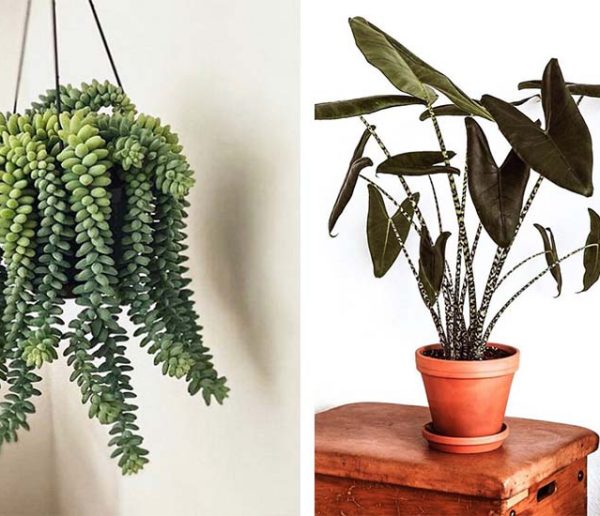 Les 8 plantes d'intérieur tendance de l'automne-hiver 2019 !