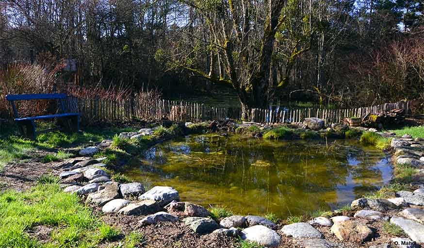 mare dans un jardin