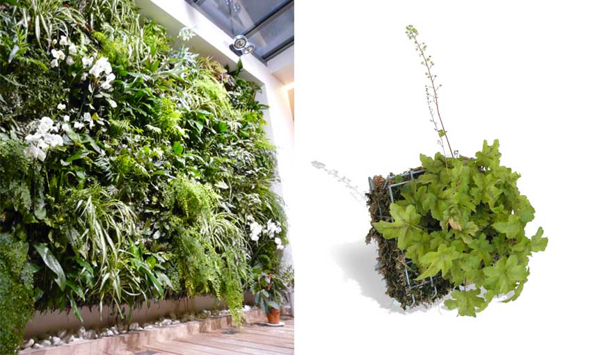 mur végétal intérieur et solution technique avec sphaigne de Jean-François Daures