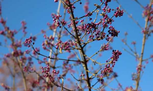 7 arbustes à planter en hiver pour colorer votre jardin