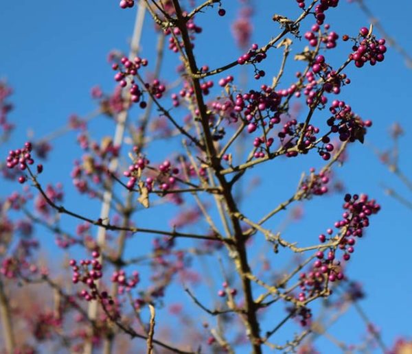 7 arbustes à planter en hiver pour colorer votre jardin