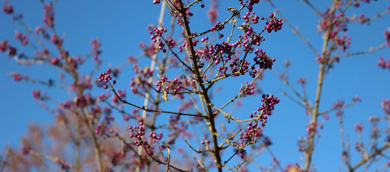 7 arbustes à planter en hiver pour colorer votre jardin