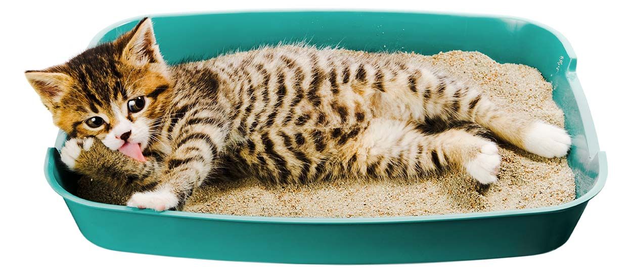 4 solutions pour une litière écolo pour votre chat