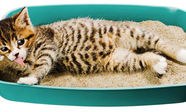 4 solutions pour une litière écolo pour votre chat