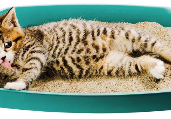 Quelle Litiere Pour Chat Naturelle Ecologique Et Vegetale Choisir