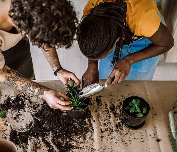 Nos meilleurs conseils pour rempoter votre plante d'intérieur !