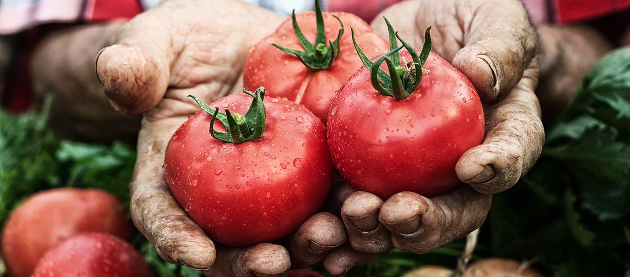 Qu'est-ce qu'un paysage comestible et pourquoi il faut en planter partout