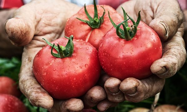 Qu'est-ce qu'un paysage comestible et pourquoi il faut en planter partout