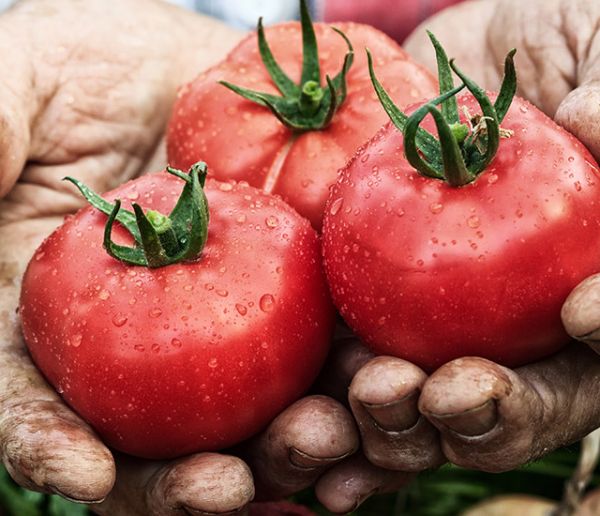 Qu'est-ce qu'un paysage comestible et pourquoi il faut en planter partout