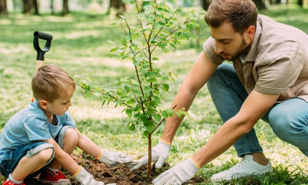 Voici comment faire pousser une petite forêt n'importe où en ville (ou au jardin)