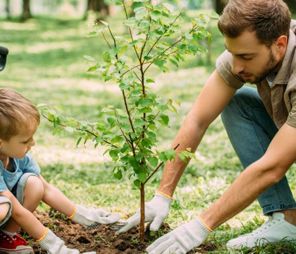 Voici comment faire pousser une petite forêt n'importe où en ville (ou au jardin)