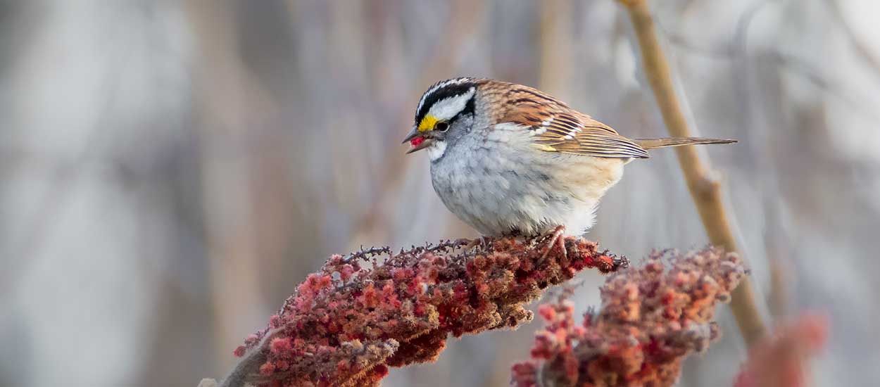 9 plantes et arbustes à planter dans son jardin pour nourrir les oiseaux en hiver