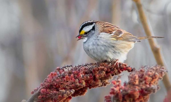 9 plantes et arbustes à planter dans son jardin pour nourrir les oiseaux en hiver