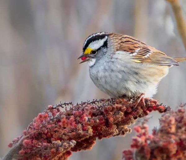 9 plantes et arbustes à planter dans son jardin pour nourrir les oiseaux en hiver