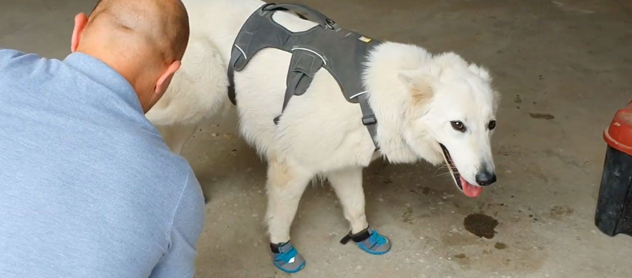 Voici le premier chien en France capable de détecter la mérule, ce champignon qui détruit les maisons