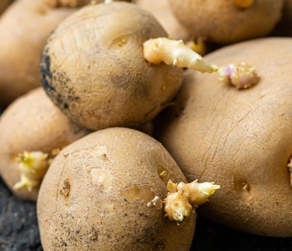 6 astuces anti-gaspi pour ne pas jeter les pommes de terre germées (et utiliser l'eau de cuisson)