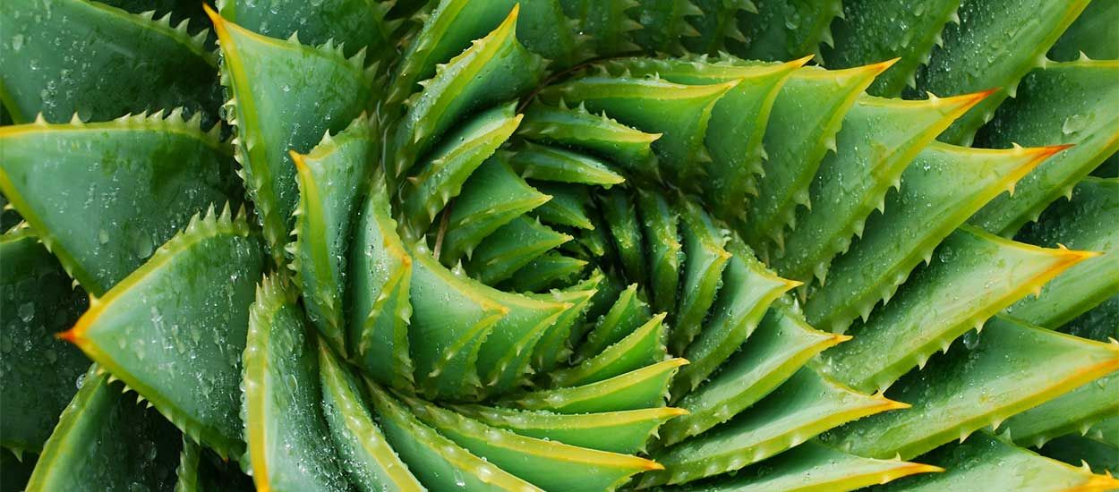 Plantes qui chantent, se déplacent ou produisent de l'électricité : 5 inventions végétales incroyables