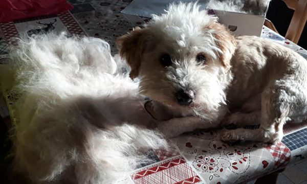 Ce couple crée des chaussons à partir de poils de chiens (et bien plus !)