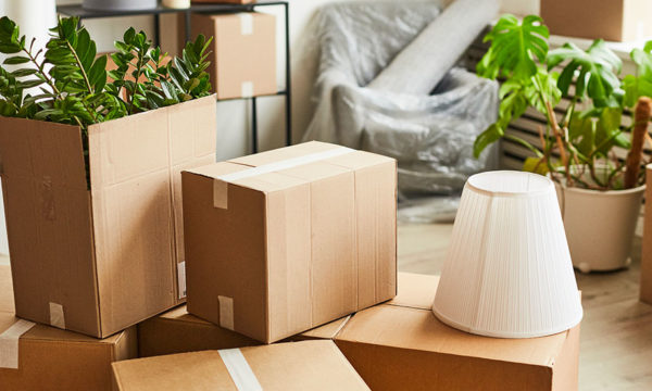 Comment déménager ses plantes d'intérieur (sans les abîmer) ?