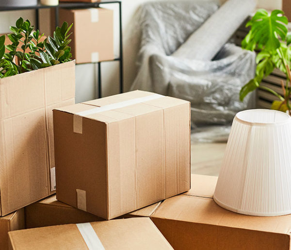 Comment déménager ses plantes d'intérieur (sans les abîmer) ?