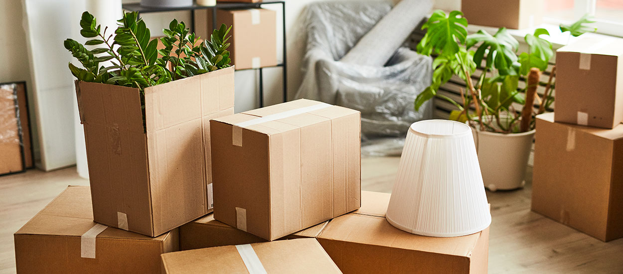 Comment déménager ses plantes d'intérieur (sans les abîmer) ?