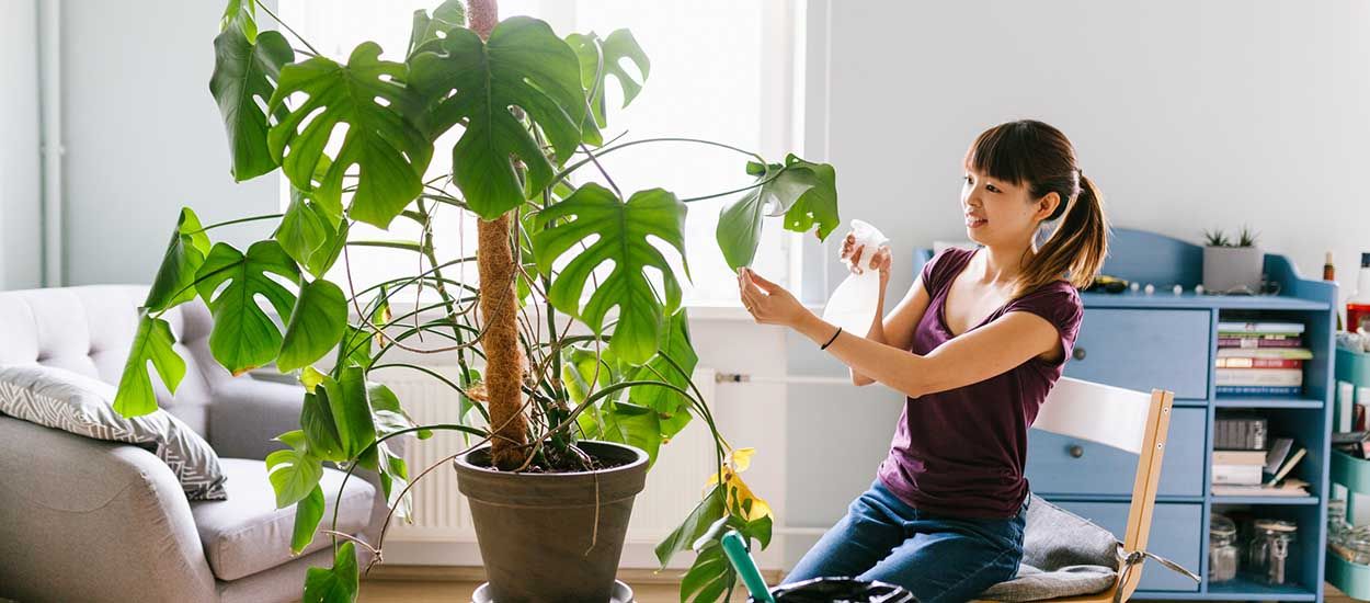 Comment faire briller des plantes d'intérieur avec du lait ?