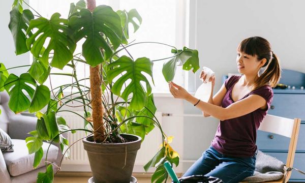 Comment faire briller des plantes d'intérieur avec du lait ?