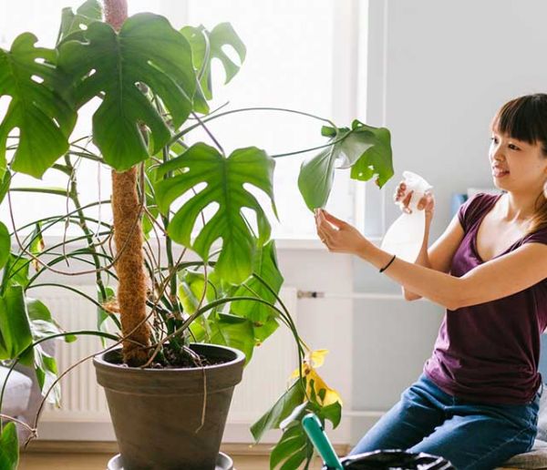 Utiliser du lait pour rendre les feuilles de plantes d'intérieur brillantes