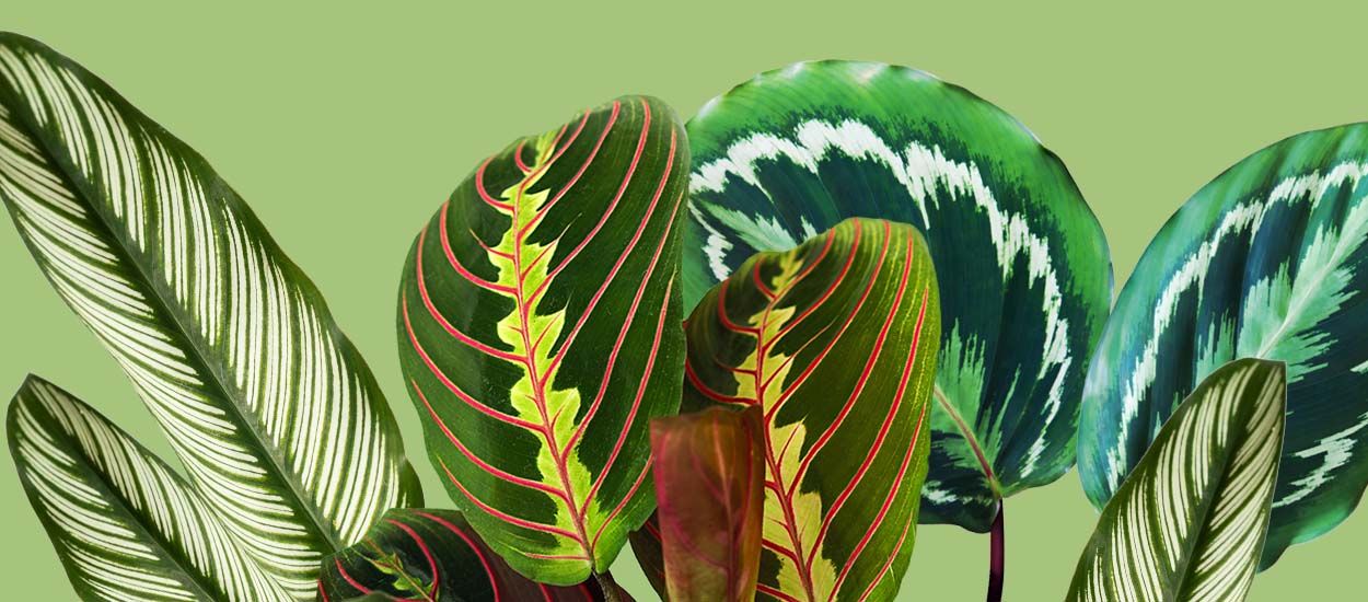 Pourquoi est-on tellement attirés par les plantes aux motifs graphiques ?