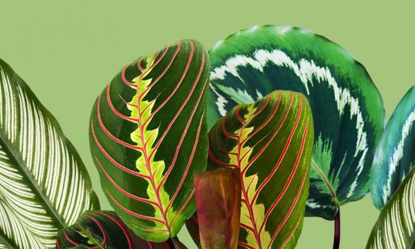 Pourquoi est-on tellement attirés par les plantes aux motifs graphiques ?