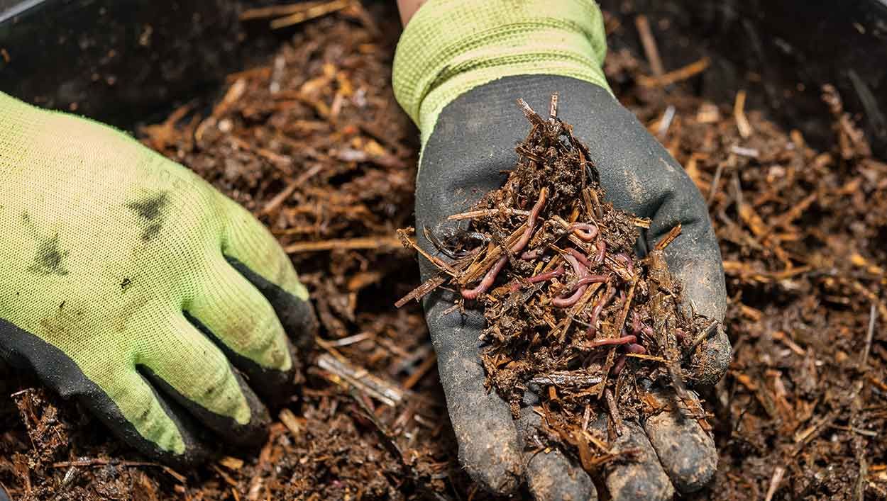 La méthode ultime pour capturer des vers de terre sauvages pour votre lombricomposteur !