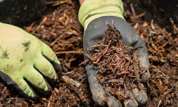 La méthode ultime pour capturer des vers de terre sauvages pour votre lombricomposteur !