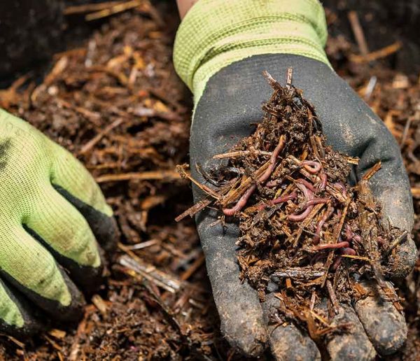 La méthode ultime pour capturer des vers de terre sauvages pour votre lombricomposteur !