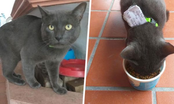 Elle découvre que son chat mène une double vie !