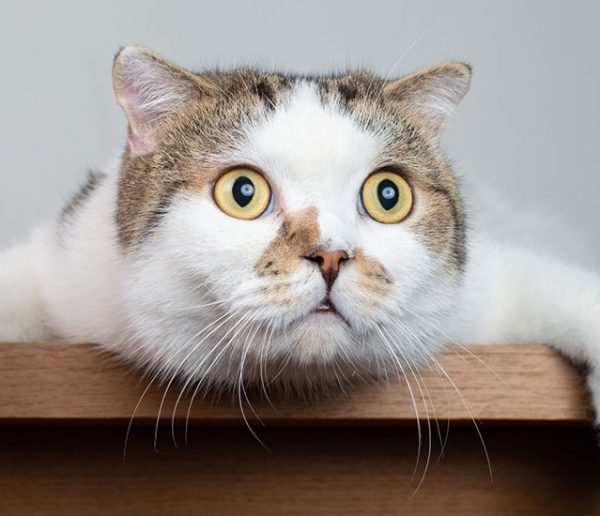 Cette litière connectée surveille la santé de votre chat (et lui évite le stress du véto !)