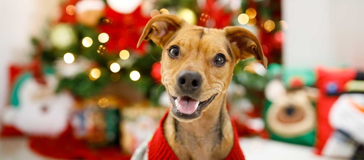 Offrir un animal à Noël : est-ce une bonne idée ?