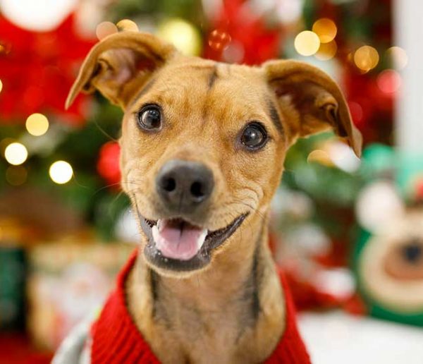 Offrir un animal à Noël : est-ce une bonne idée ?