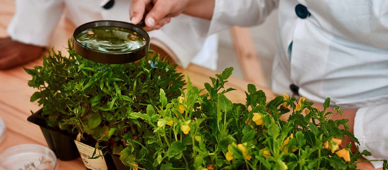 Cette étude très sérieuse prouve que les plantes crient quand elles sont stressées !