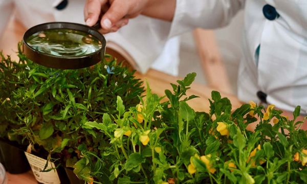 Cette étude très sérieuse prouve que les plantes crient quand elles sont stressées !