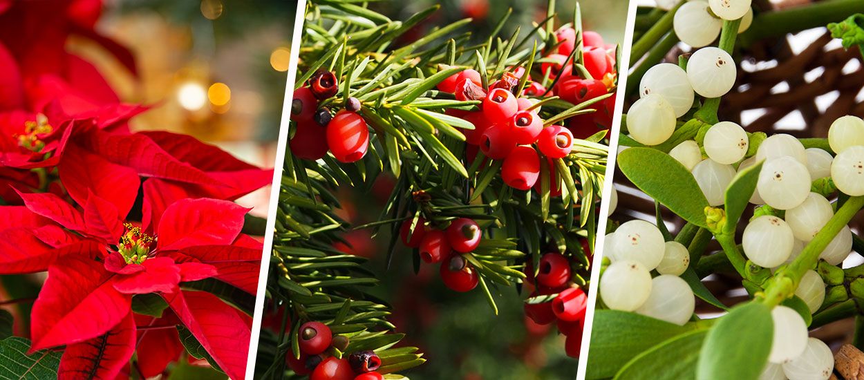 5 plantes décoratives de Noël qui peuvent empoisonner votre chat