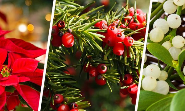 Attention, ces plantes de Noël sont toxiques pour votre chat !