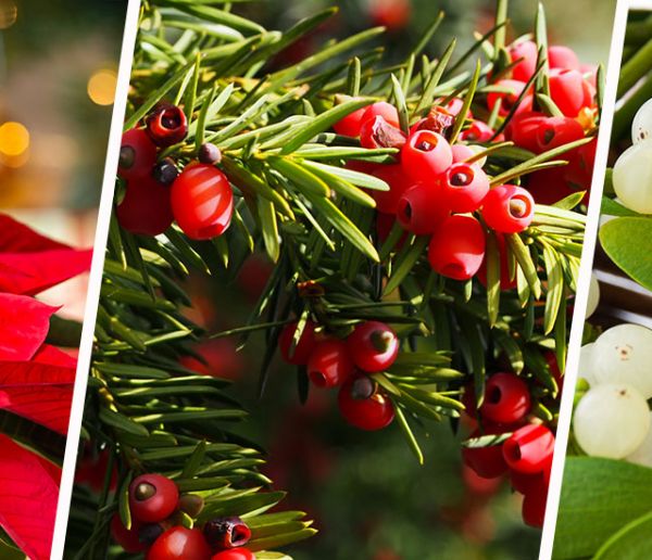 Attention, ces plantes de Noël sont toxiques pour votre chat !