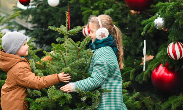 À quel moment acheter un sapin de Noël pour qu'il soit beau jusqu'à la fin des fêtes ?