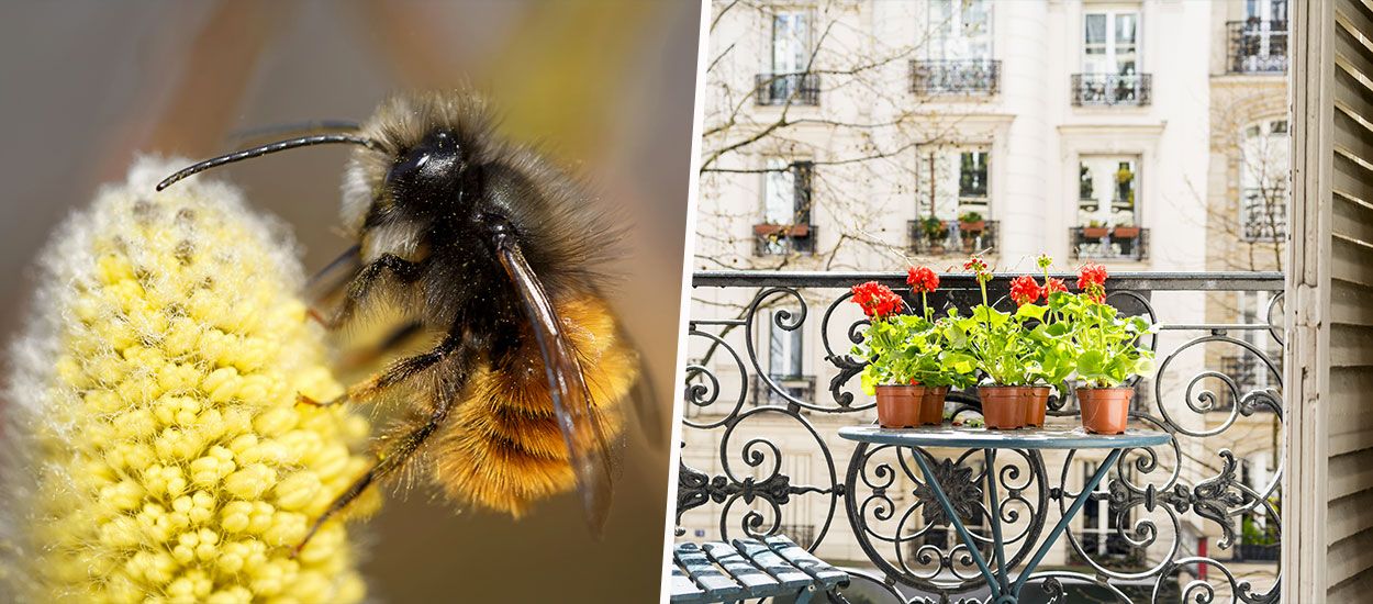Adoptez des abeilles sauvages (qui ne piquent pas) à la maison et faites-les grandir !