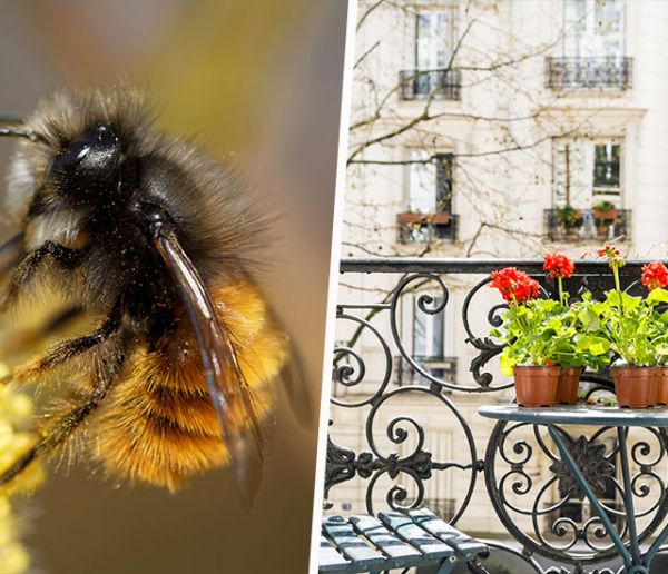 Adoptez des abeilles sauvages (qui ne piquent pas) à la maison et faites-les grandir !