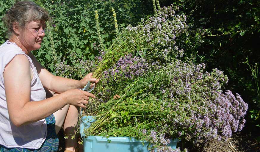 herbes aromatiques récolte de l'hysope dans le jardin