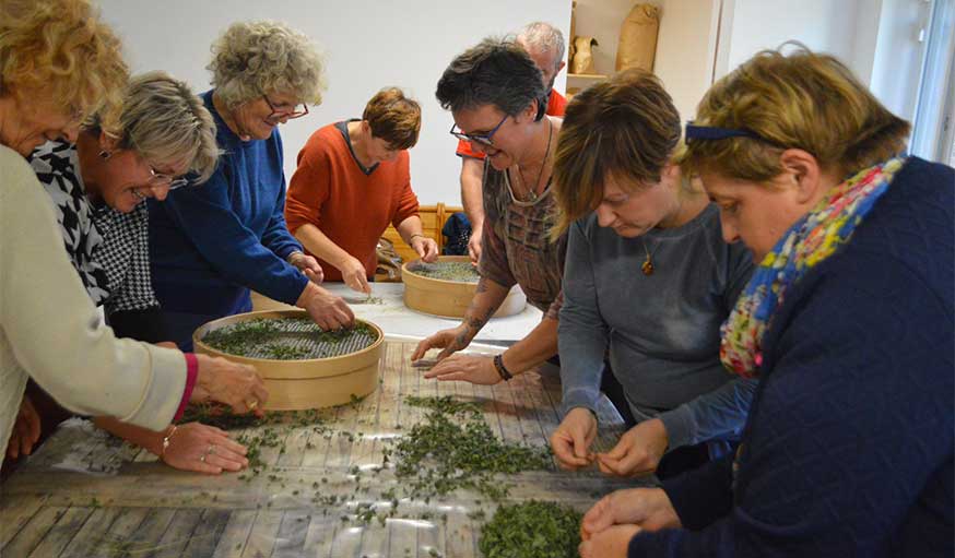 Mondage et tri à la main des herbes aromatiques